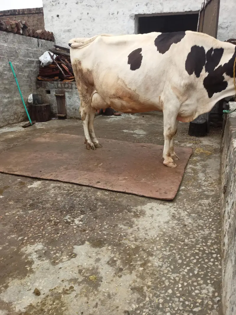 cow for sale — photo 5