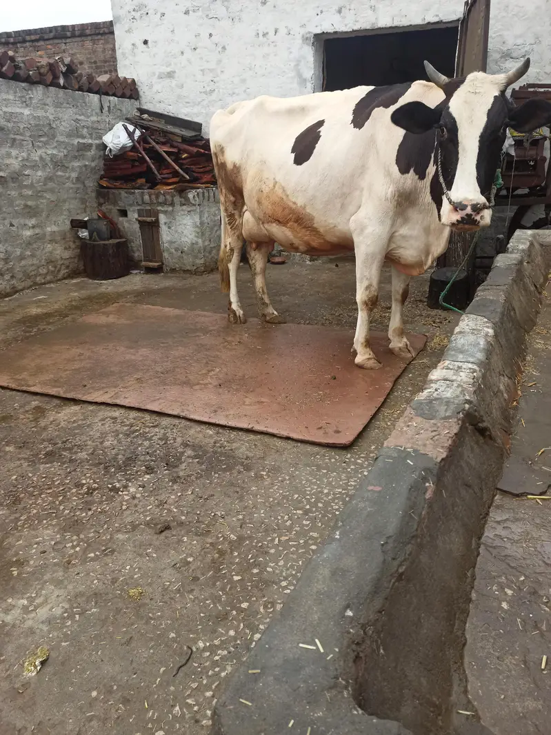 cow for sale — photo 6