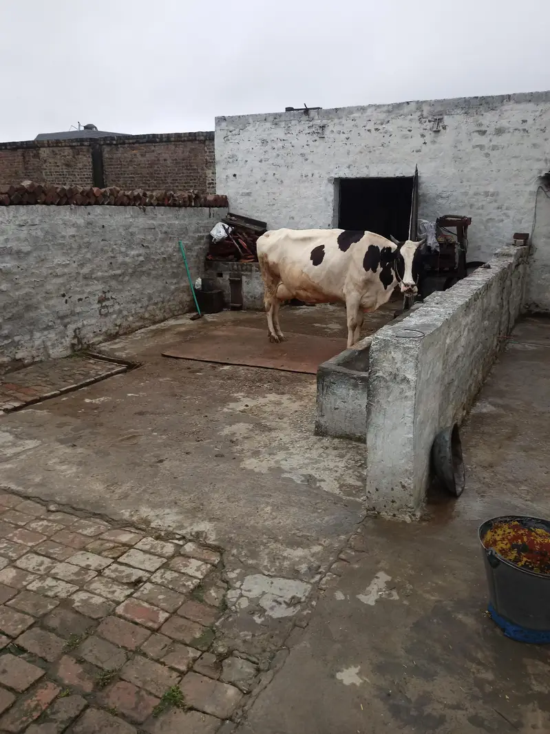 cow for sale — photo 7