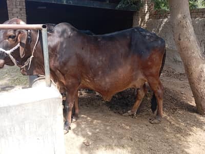 cholastani cow for sale