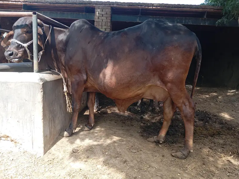 cholastani cow for sale — photo 2