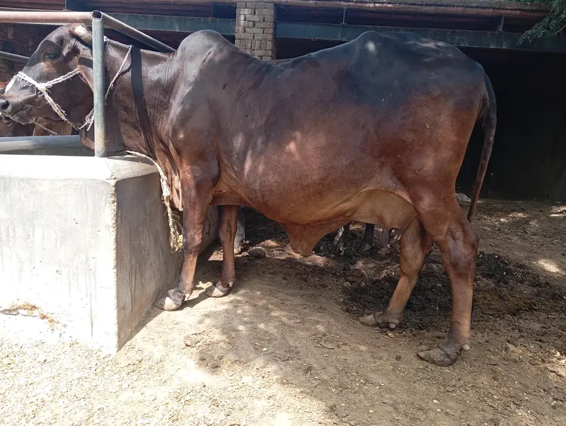 cholastani cow for sale — photo 3