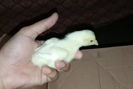 TOP QUALITY GERMAN OH SHAMO CHICKS AVAILABLE FOR SALE. (03086707442)