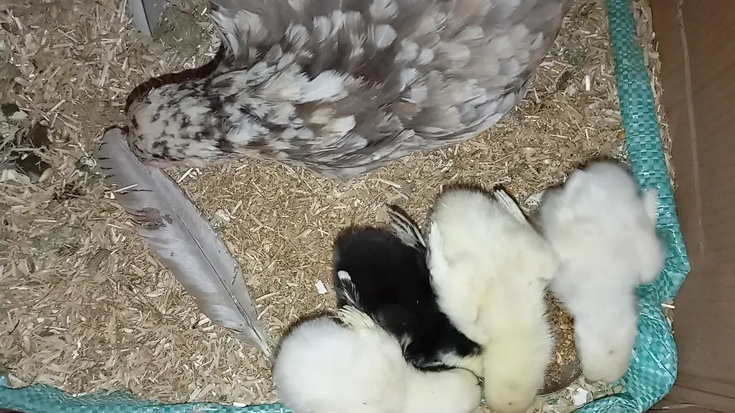 TOP QUALITY GERMAN OH SHAMO CHICKS AVAILABLE FOR SALE. (03086707442) — photo 2