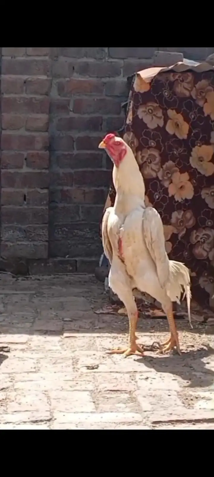 TOP QUALITY GERMAN OH SHAMO CHICKS AVAILABLE FOR SALE. (03086707442) — photo 3