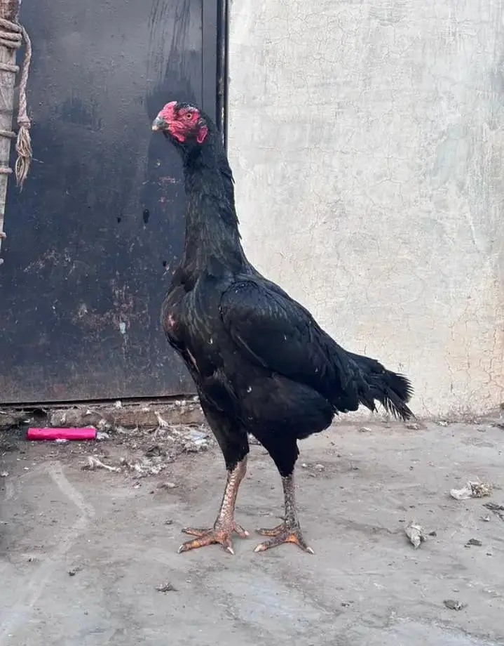 TOP QUALITY GERMAN OH SHAMO CHICKS AVAILABLE FOR SALE. (03086707442) — photo 4