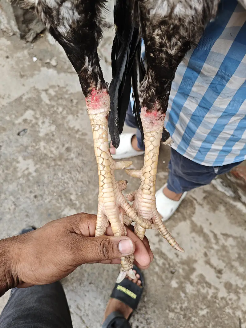 pour kamaliya morga or Thai Madi home breed — photo 2