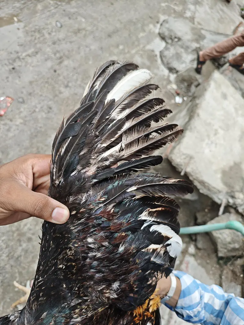 pour kamaliya morga or Thai Madi home breed — photo 3