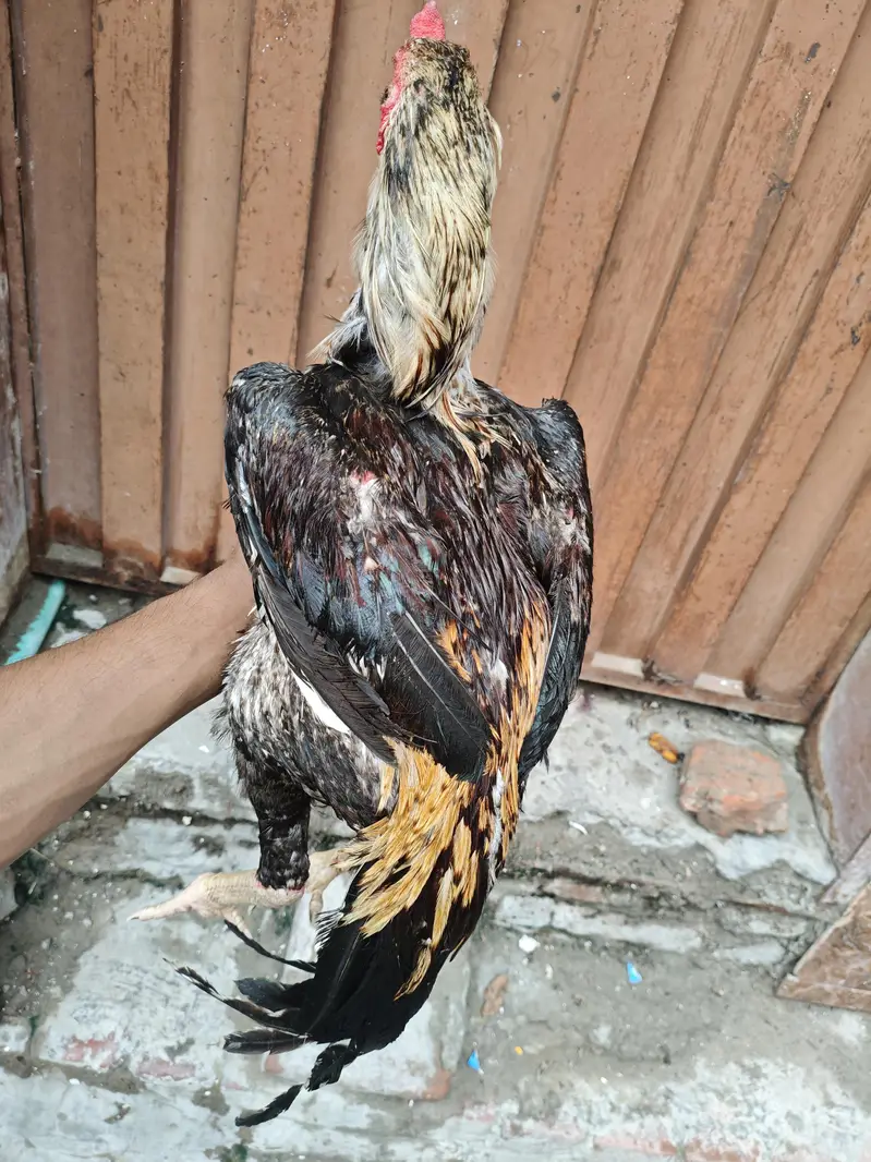 pour kamaliya morga or Thai Madi home breed — photo 4