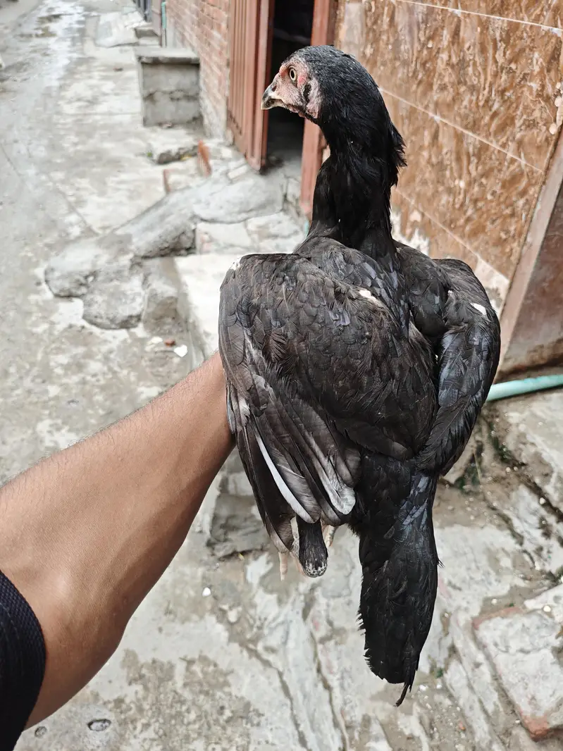 pour kamaliya morga or Thai Madi home breed — photo 8