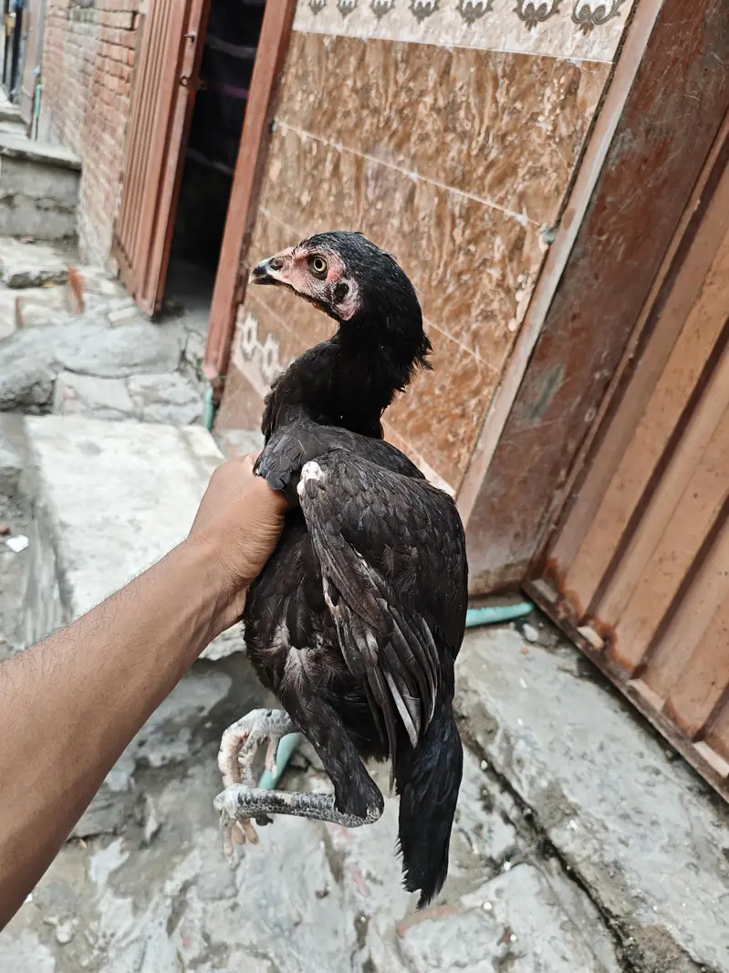pour kamaliya morga or Thai Madi home breed — photo 9