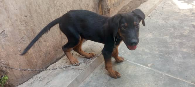 ROTTWEILER PUPPY MALE.