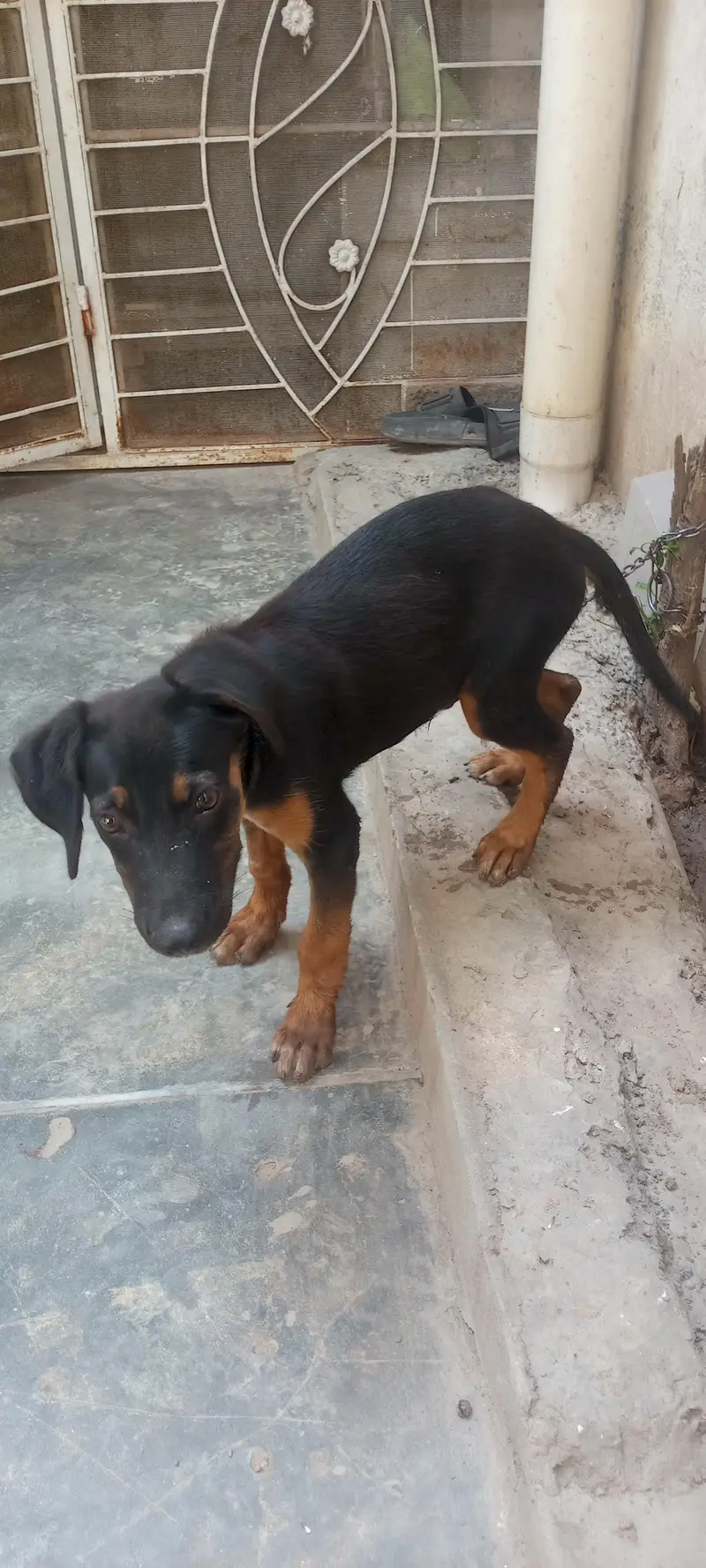 ROTTWEILER PUPPY MALE. — photo 2