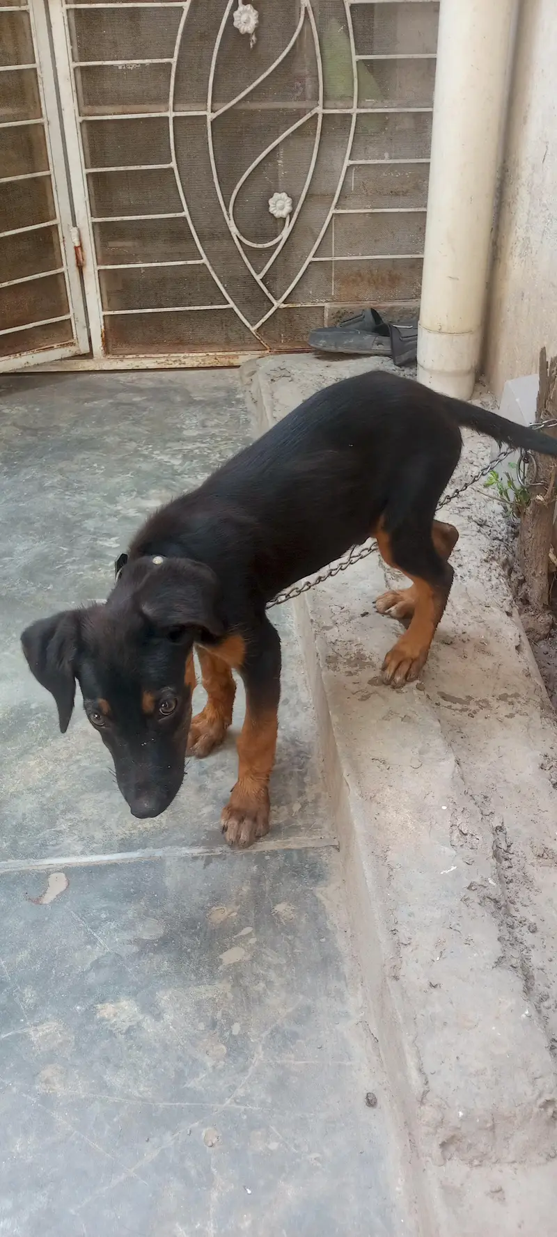 ROTTWEILER PUPPY MALE. — photo 3