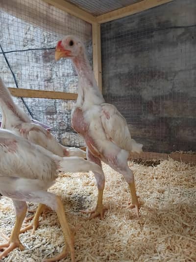 Top Quality  White Shamo Chicks 1 Male 2 femal