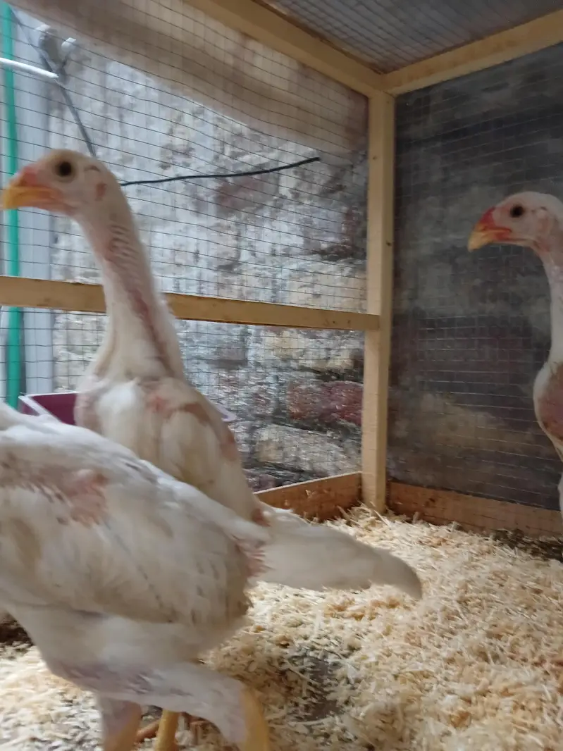 Top Quality  White Shamo Chicks 1 Male 2 femal — photo 2