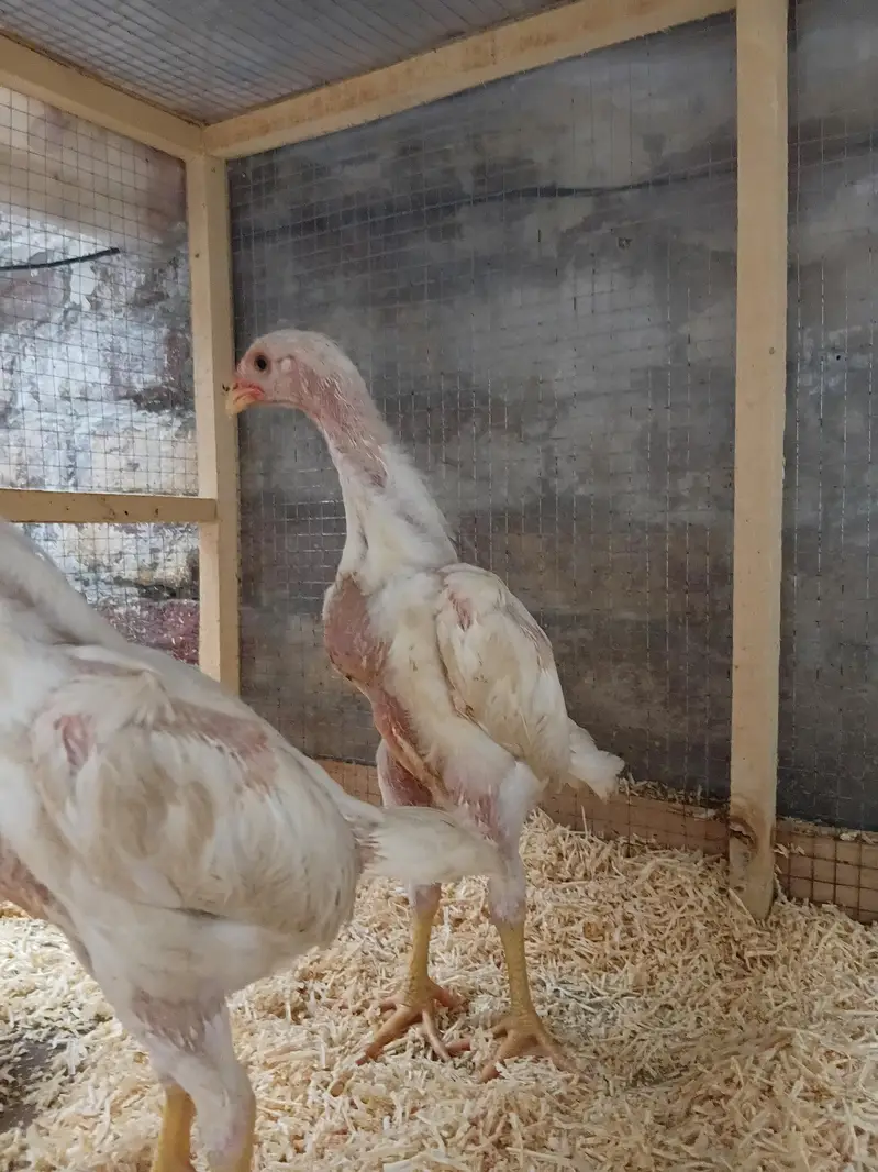 Top Quality  White Shamo Chicks 1 Male 2 femal — photo 3