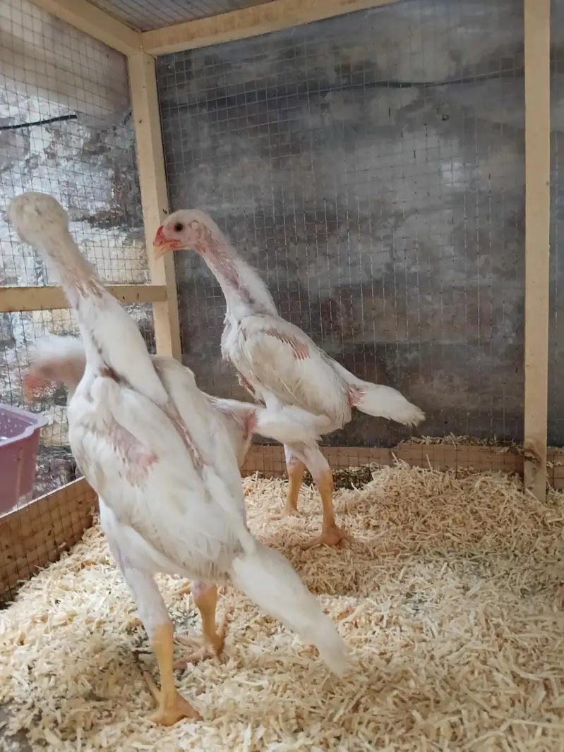 Top Quality  White Shamo Chicks 1 Male 2 femal — photo 4