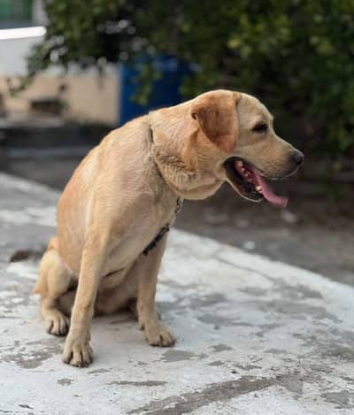 Pedigree Labrador breeder female available