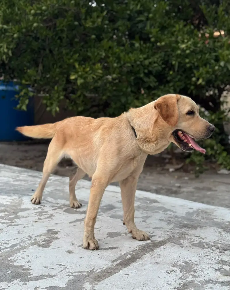 Pedigree Labrador breeder female available — photo 2