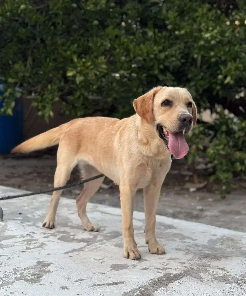 Pedigree Labrador breeder female available — photo 3
