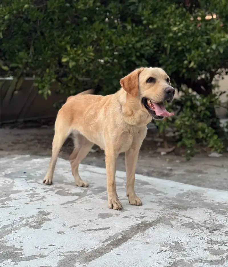 Pedigree Labrador breeder female available — photo 4