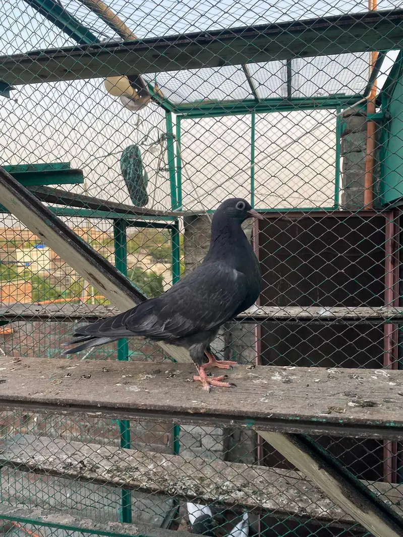 bacha for sale