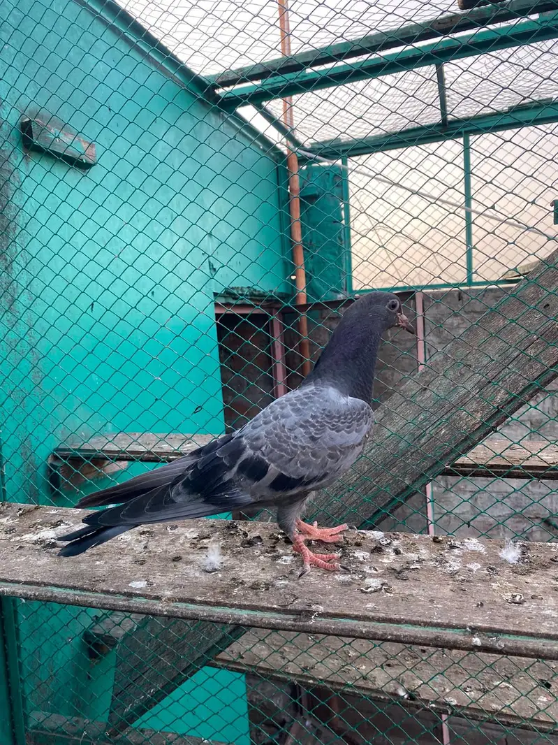 bacha for sale — photo 2