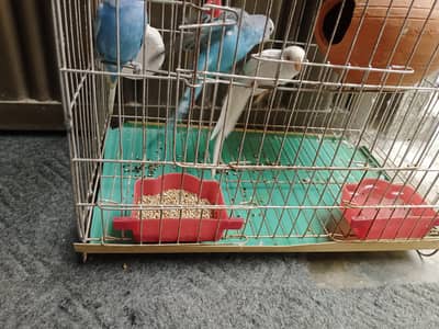 1 Female 2 Male Parrot