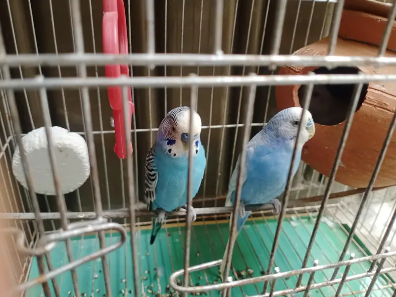 1 Female 2 Male Parrot — photo 2