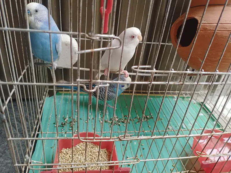 1 Female 2 Male Parrot — photo 3