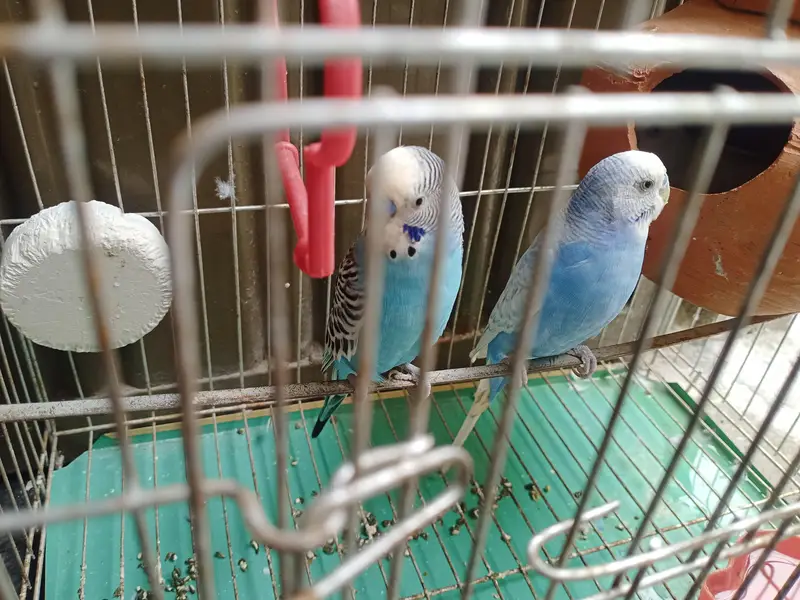 1 Female 2 Male Parrot — photo 4