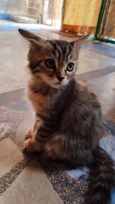 Grey Cat Breed Persian Father