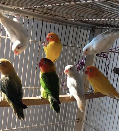 mix love bird pair