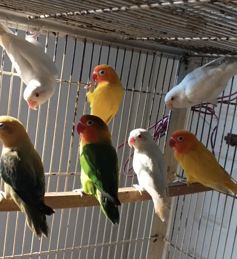 mix love bird pair
