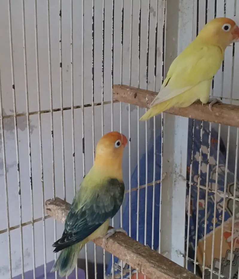 mix love bird pair — photo 2