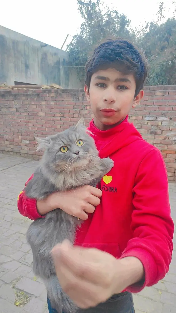Grey Cat Breed Persian Father — photo 2