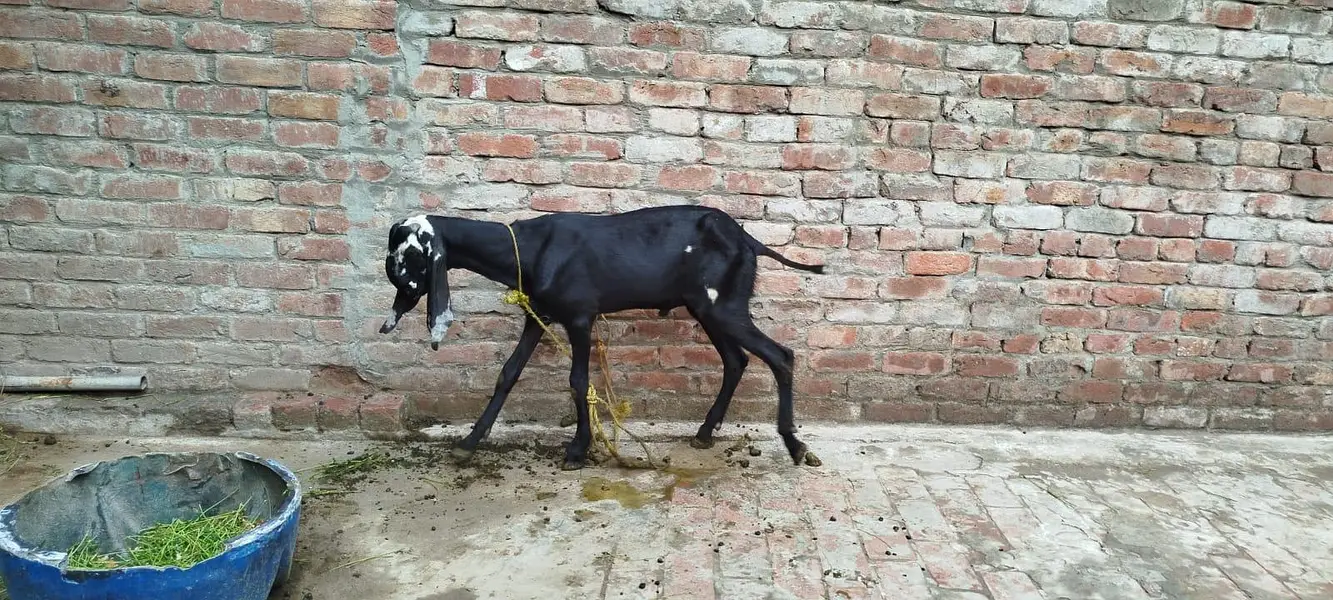 Bakra tota face 6 month age — photo 3