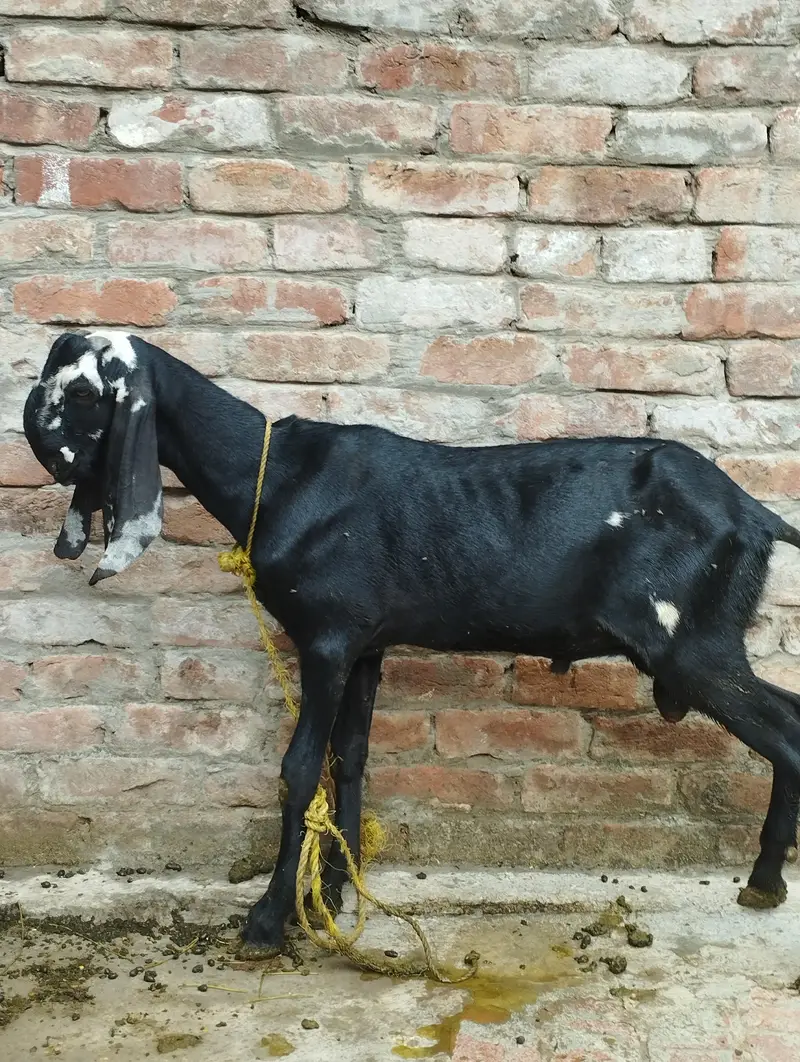 Bakra tota face 6 month age — photo 2