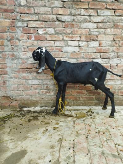 Bakra tota face 6 month age