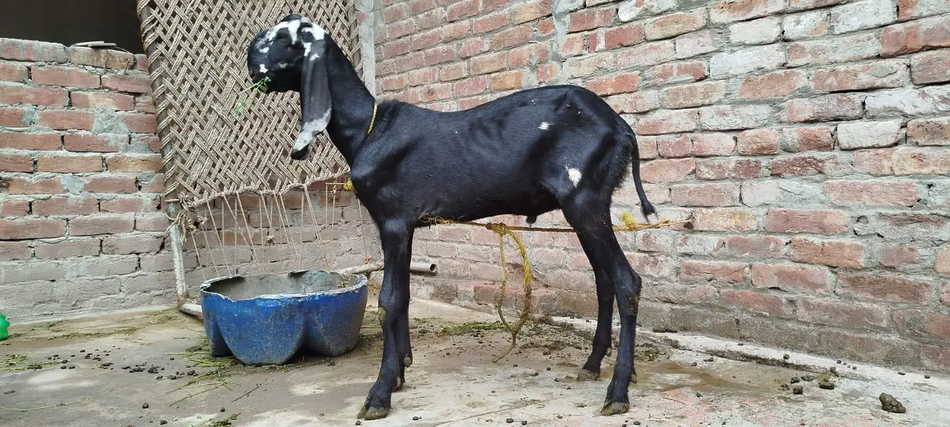 Bakra tota face 6 month age — photo 4