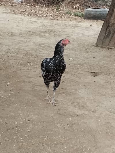 bhut achi nasl ha crok b bhut pyra ha pory bachy niklti