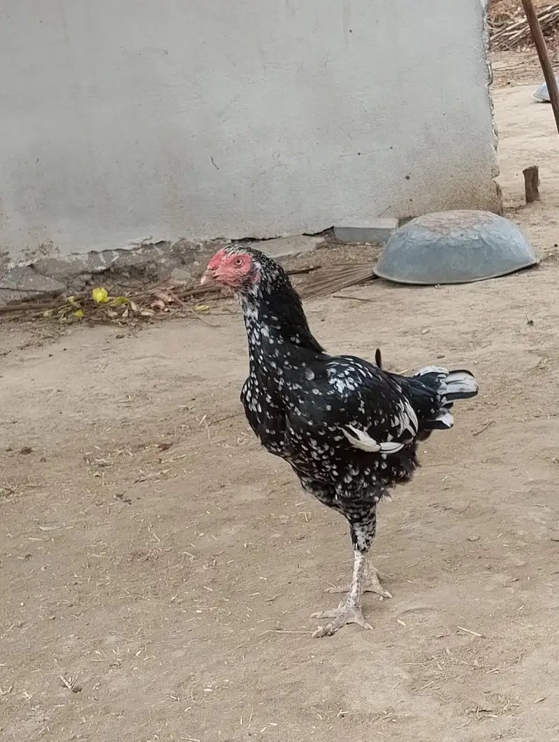 bhut achi nasl ha crok b bhut pyra ha pory bachy niklti — photo 2