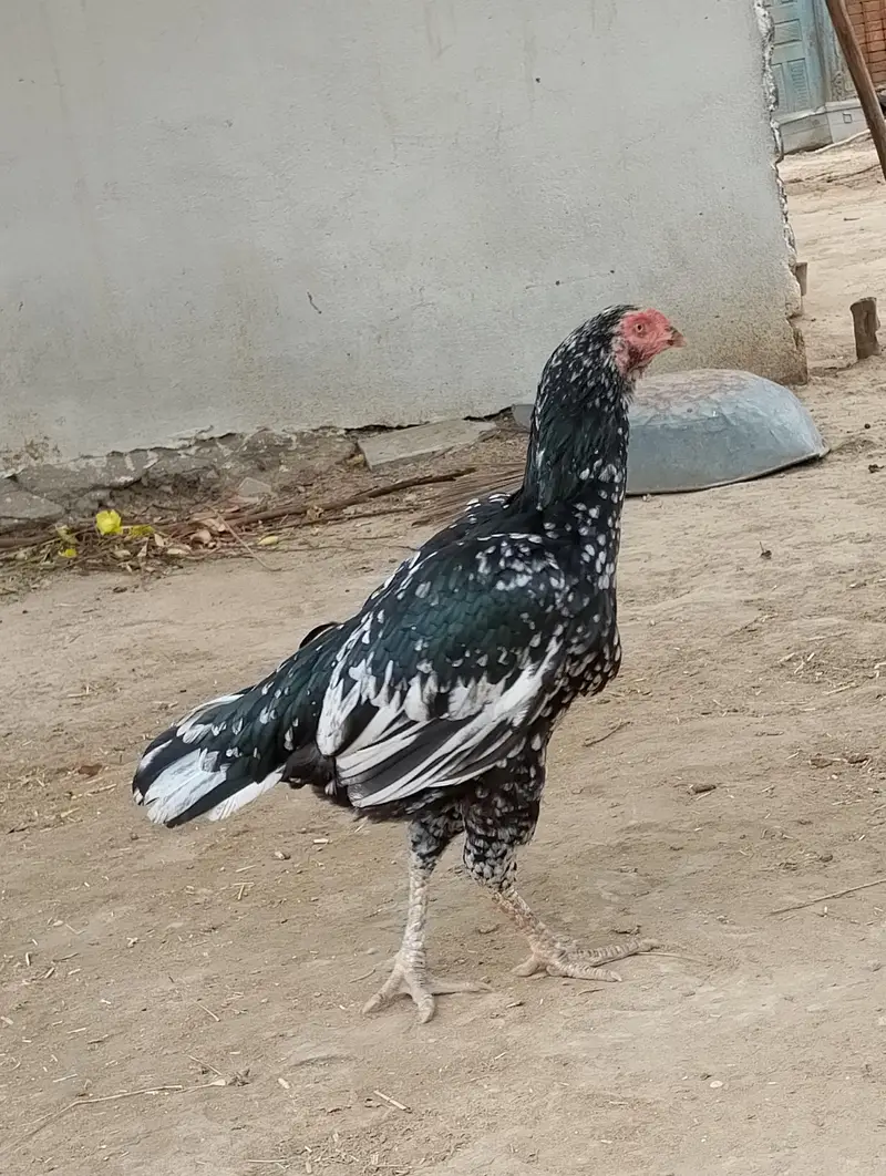 bhut achi nasl ha crok b bhut pyra ha pory bachy niklti — photo 3