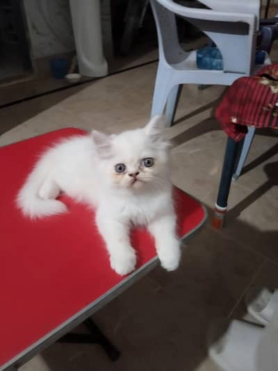 parshein kitten