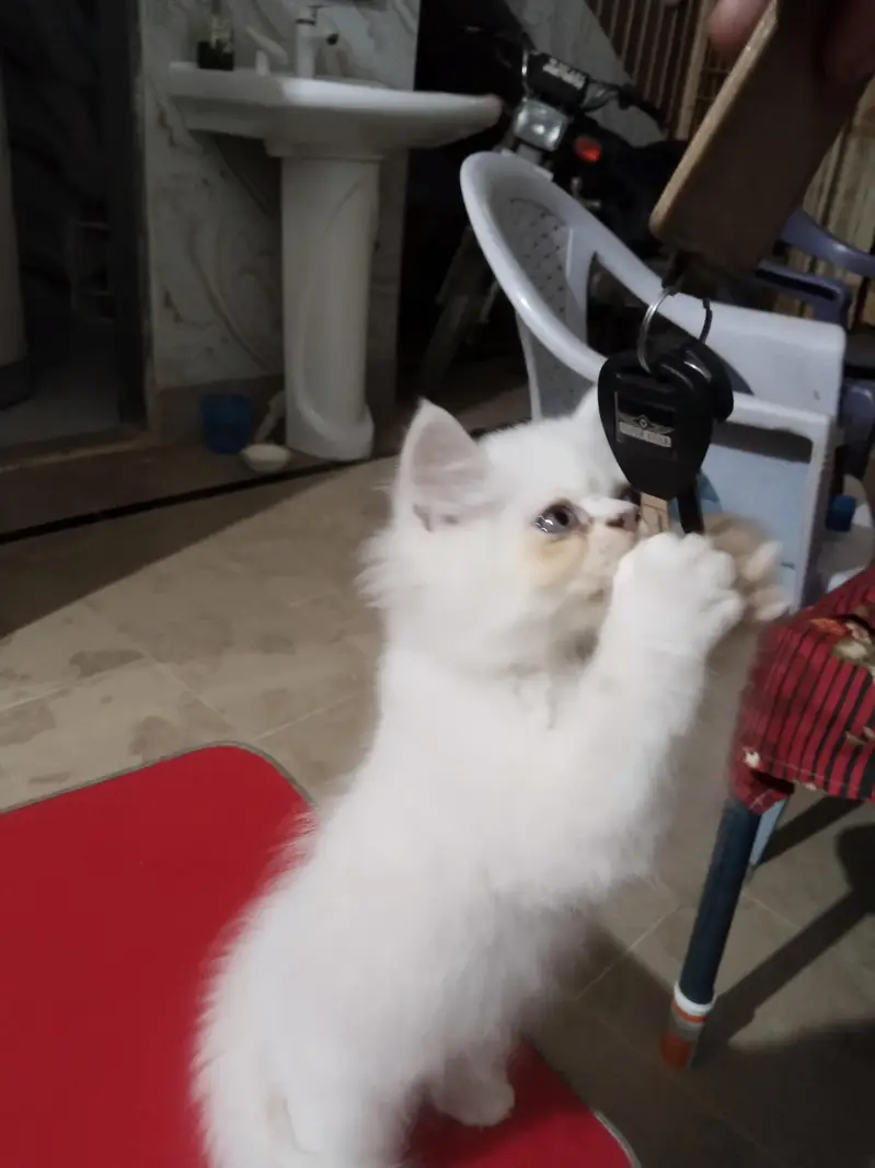 parshein kitten — photo 2