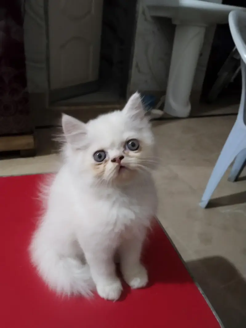 parshein kitten — photo 3