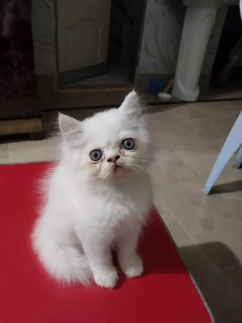 parshein kitten — photo 4