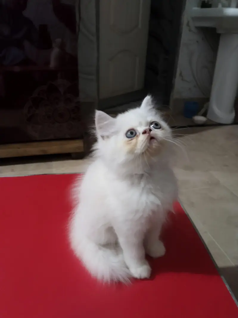 parshein kitten — photo 5