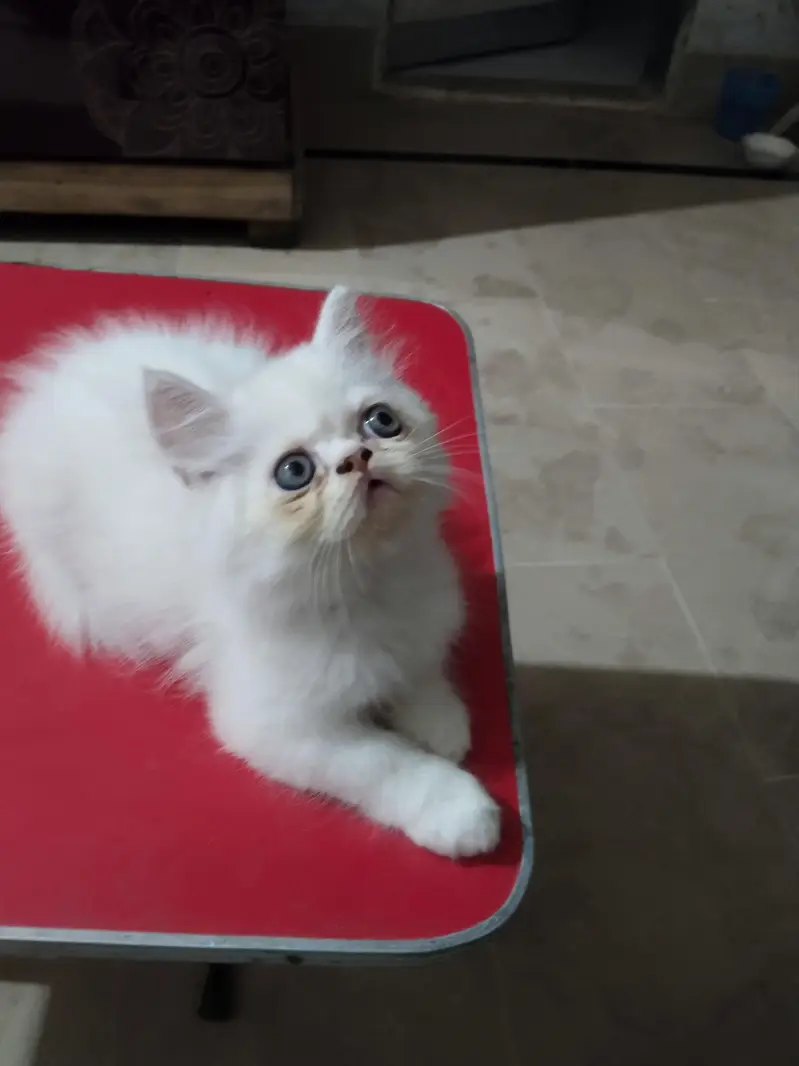 parshein kitten — photo 6